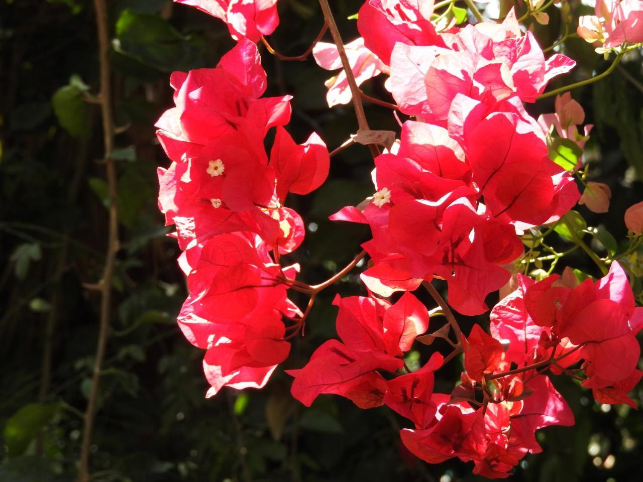 Magnolia Pine Bed & Breakfast Nairobi Esterno foto